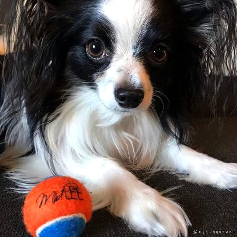Midlee Squeaky Mini Tennis Ball for Dogs 1.5"- Pack of 12 (Orange/Blue) - Image 4